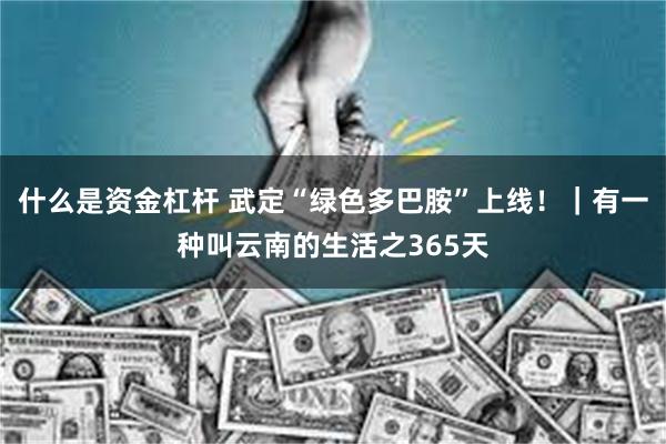 什么是资金杠杆 武定“绿色多巴胺”上线！｜有一种叫云南的生活之365天