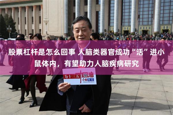 股票杠杆是怎么回事 人脑类器官成功“活”进小鼠体内,有望助力人脑疾病研究